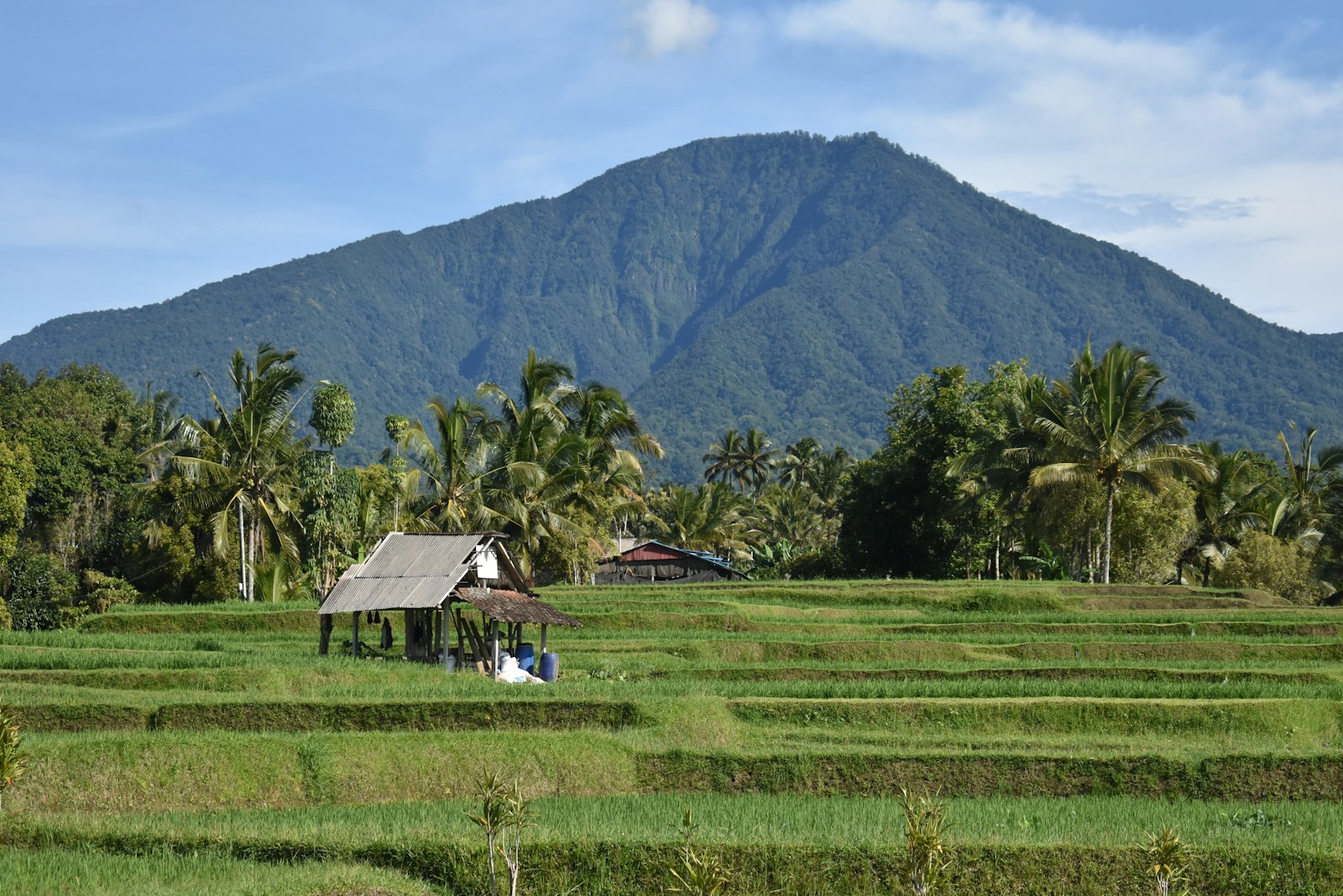 a house in a field with a mountain in the background